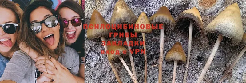 Псилоцибиновые грибы Magic Shrooms  мориарти какой сайт  Мамадыш  закладки 